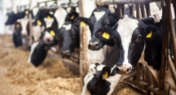 Un producteur laitier dénonce le «dumping du lait» obligatoire pour maintenir des prix élevés