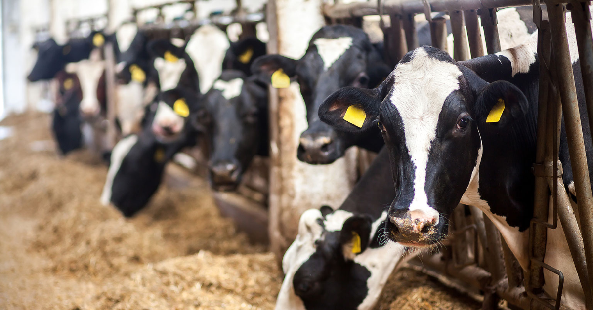 Un producteur laitier dénonce le «dumping du lait» obligatoire pour maintenir des prix élevés
