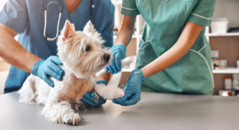 Selon une pharmacienne, les médicaments pour animaux sont plus chers à cause de la collusion
