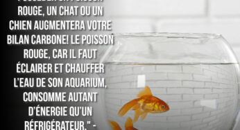 Pas de poissons rouges ni de chiens, mais une grande messe à Dubaï : bienvenue dans l’univers délirant des écologistes